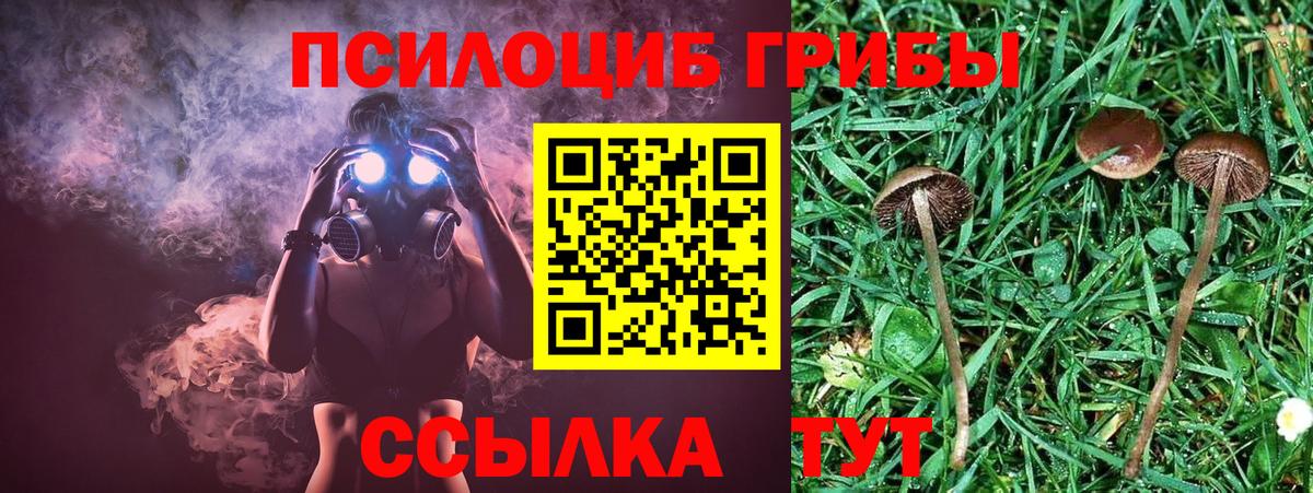 Псилоцибиновые грибы Psilocybine cubensis Ростов-на-Дону